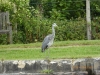 Heron on the canal