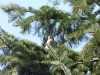 A nesting falcon
