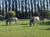 Zebras