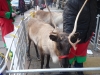 Santa\'s Reindeer!