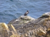 Birdlife