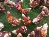 Free range hens at Knowes Farm Shop, East Linton
