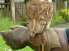 Handling a Tawny Owl