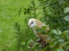 Barn Owl