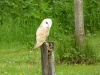 Barn Owl
