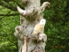 Barn Owl