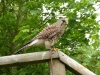 Kestrel