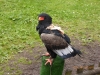 Bateleur Eagle