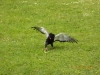 Bateleur Eagle catching a fake snake!