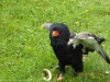 Bateleur Eagle catching a fake snake!
