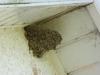 House Martin\'s nest