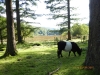 Yew Tree Tarn