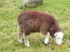 Rambling sheep in Elterwater