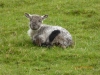 Smiling lamb :-)