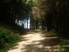 Glentress trails