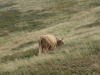 Highland Cow!