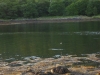Jumping fish!