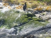 Cormorant