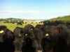 Looking back over Alnmouth