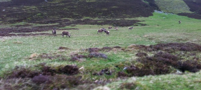 An Sgarsoch and Carn an Fhidhleir